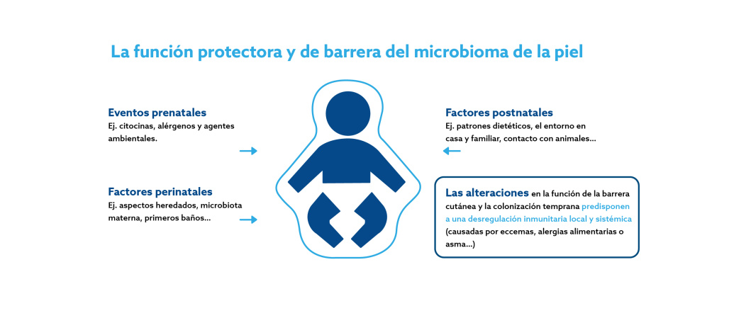Las diferentes funciones de barrera del microbioma de la piel