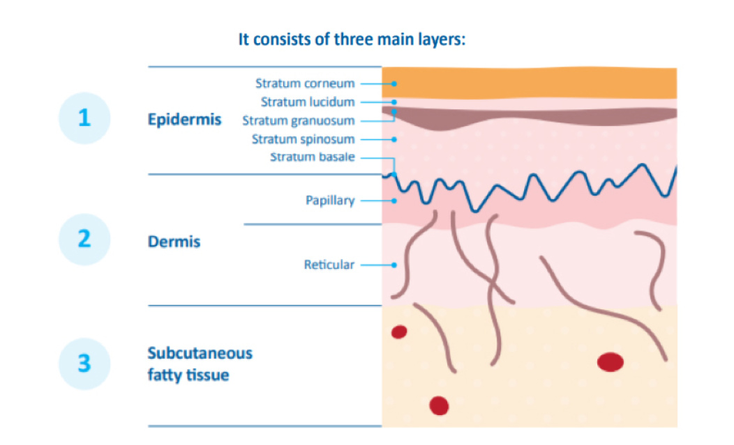 A scientific breakdown of the layers of a babies skin.