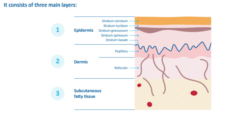 Inforgraphic explaining the three different layers of a baby's skin. 