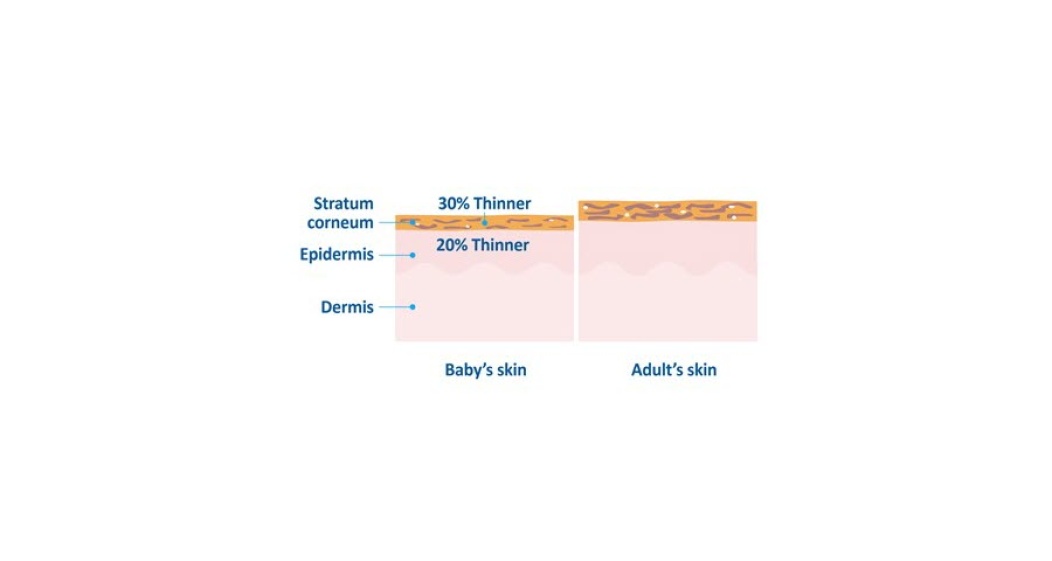 The difference between a baby and an adults skin is that baby’s skin is thinner