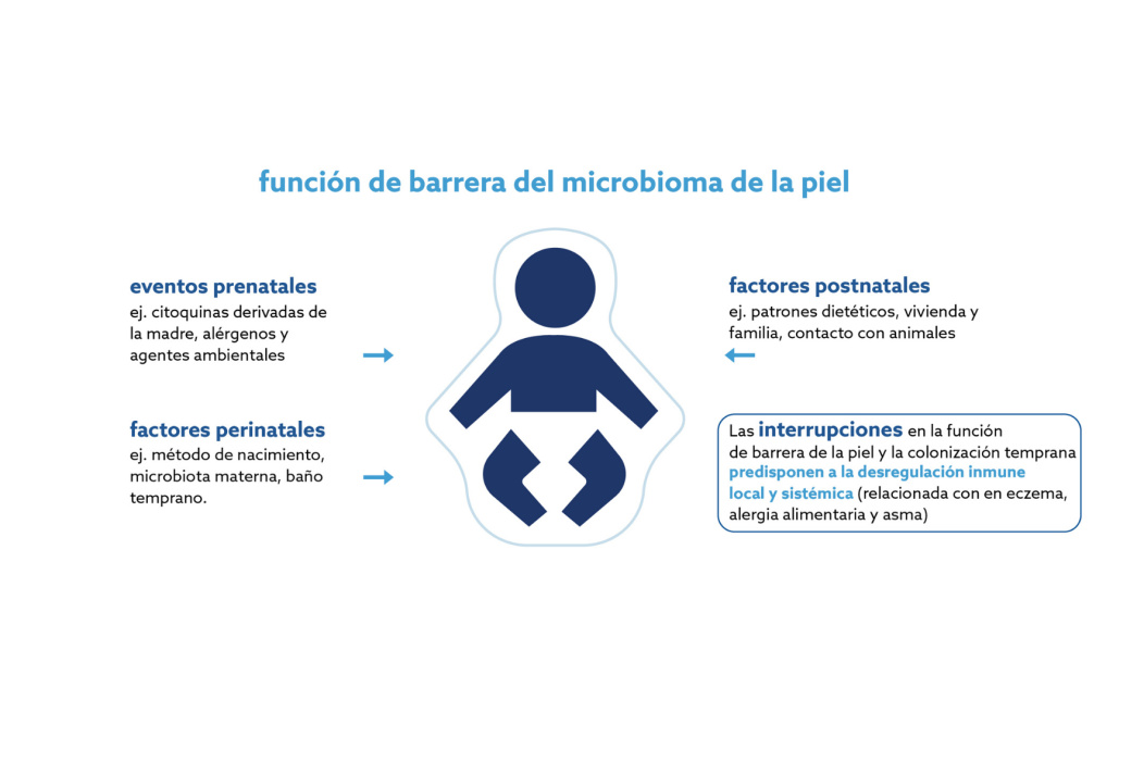 Las diferentes funciones de barrera del microbioma de la piel.